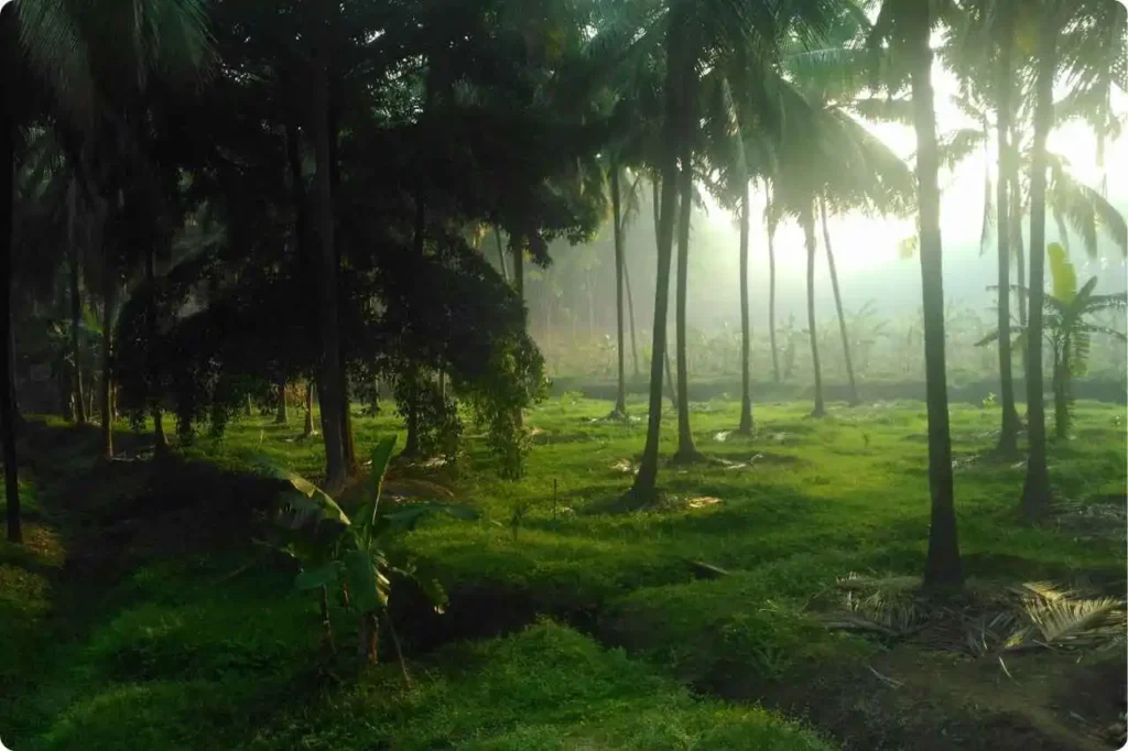 Tips for Traveling in Kerala