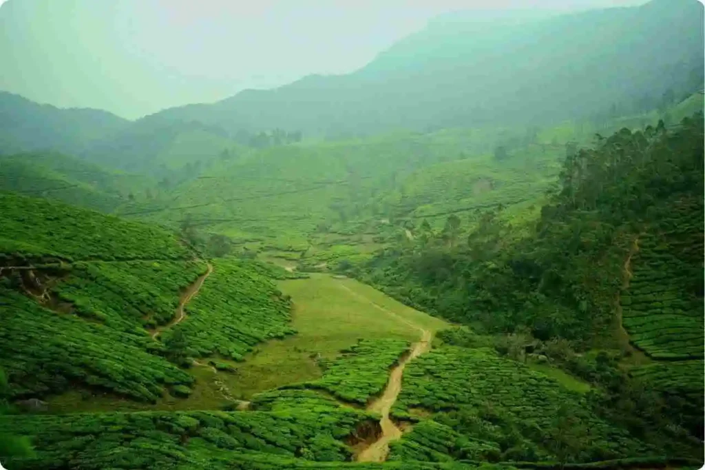 Why Munnar is Famous