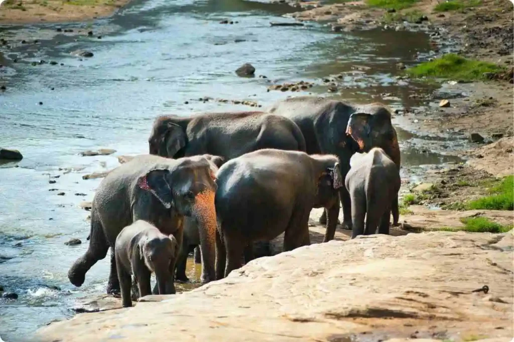 Thekkady – For Periyar Wildlife Sanctuary