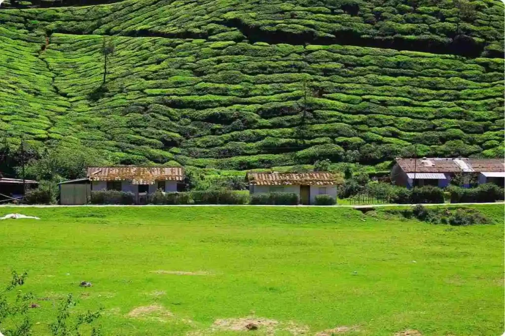 Why Choose Munnar for Your Honeymoon