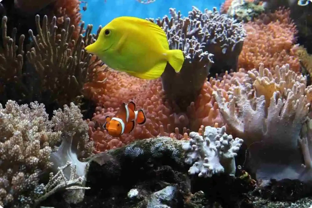  The Underwater World of the Andaman Islands