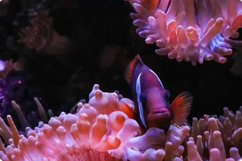 Andaman and Nicobar Coral Reefs