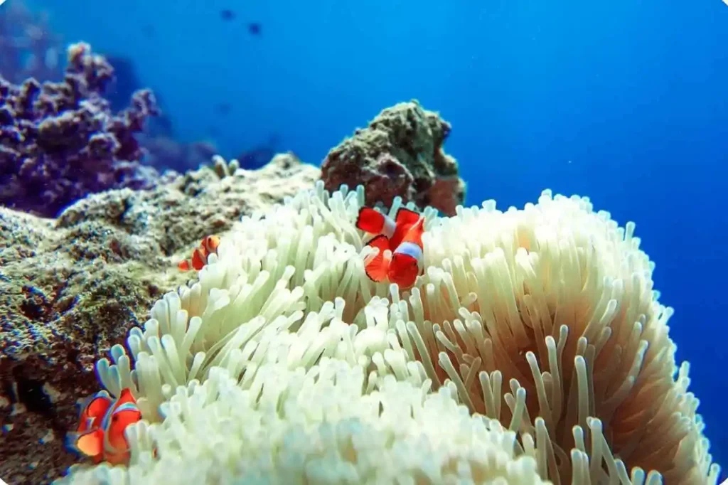Types of Coral in Andaman