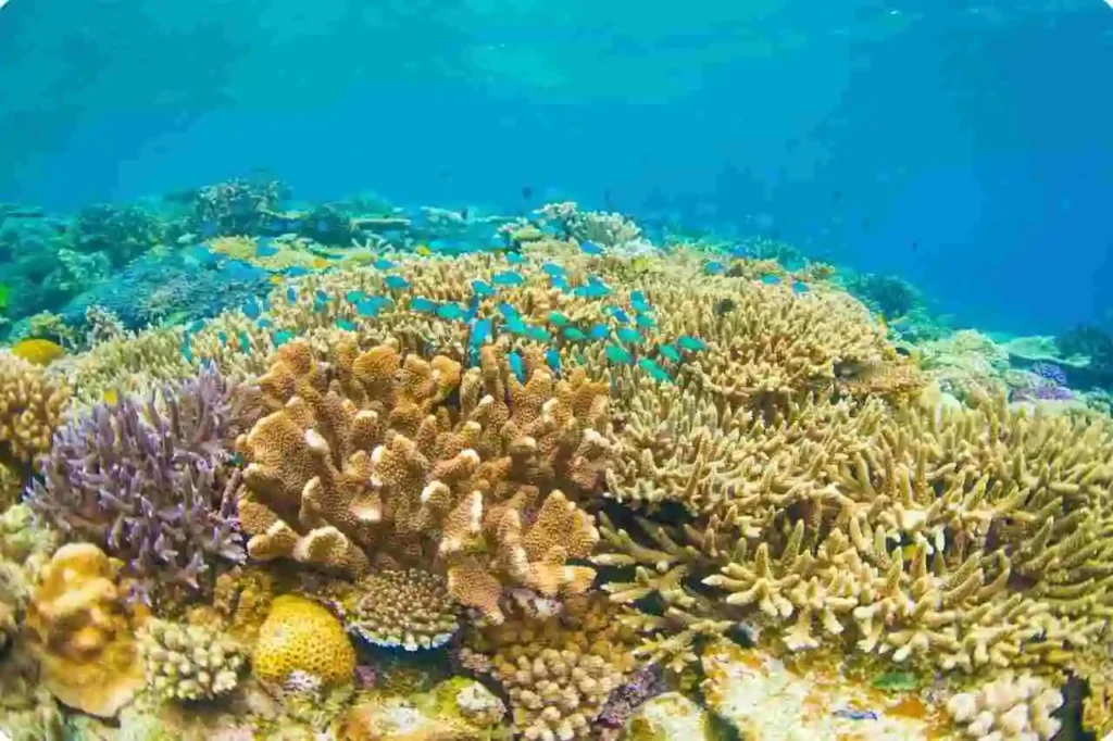  Threats to Andaman Coral Reefs