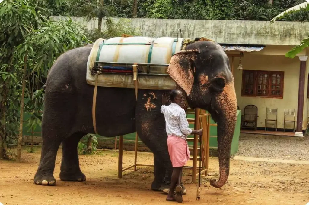 Elephant Junction Thekkady