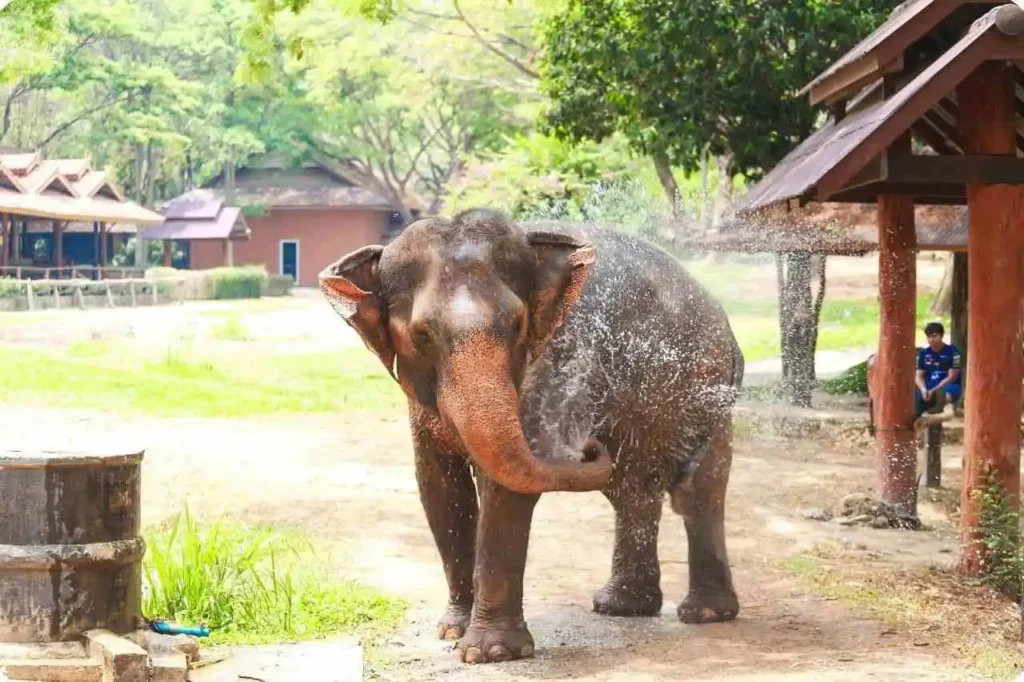 Facilities Available at Elephant Junction