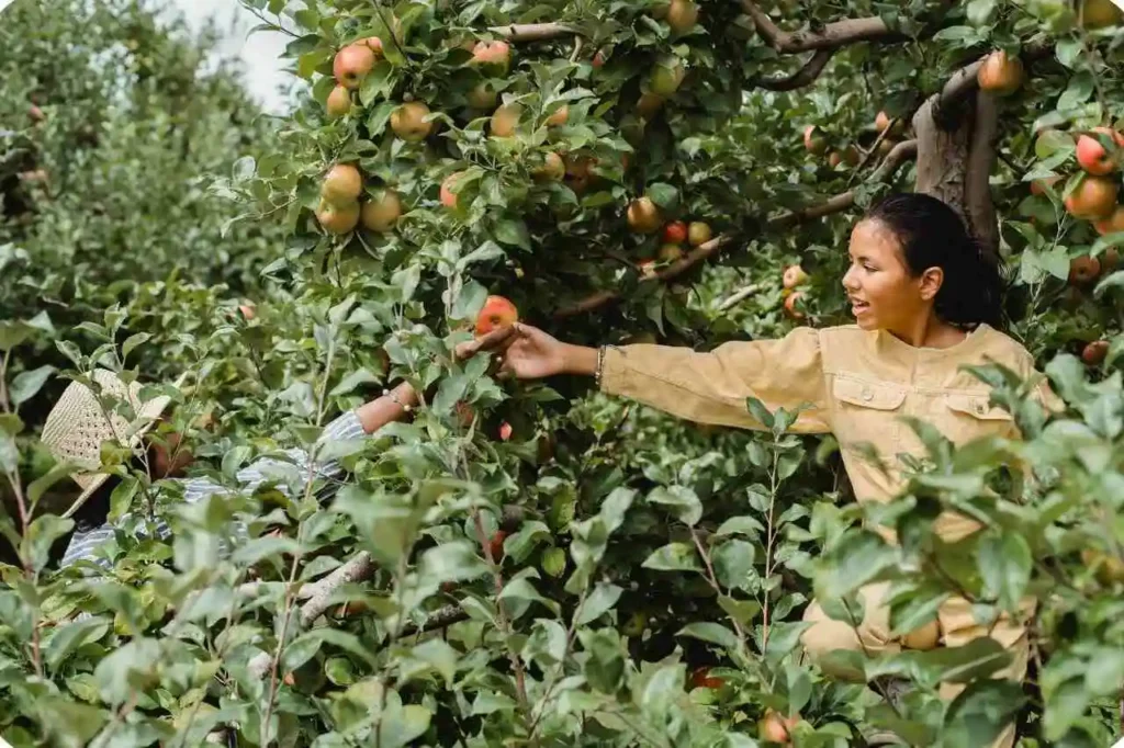  Challenges in Apple Farming in Himachal Pradesh