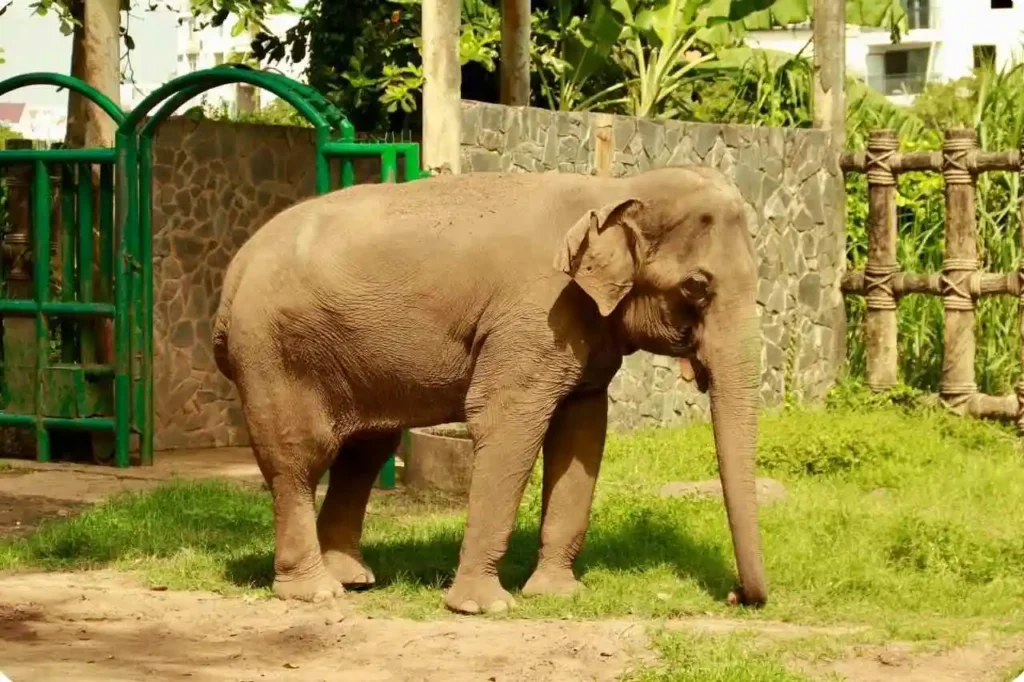 How to Reach Elephant Junction Thekkady