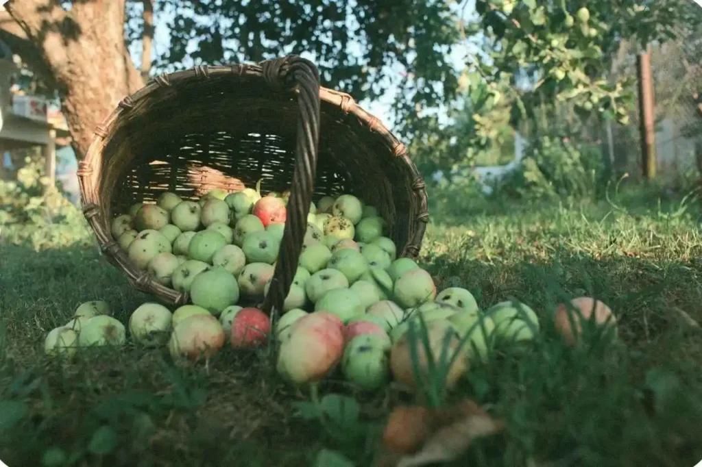 Modern Technology & High-Density Apple Farming in Himachal Pradesh