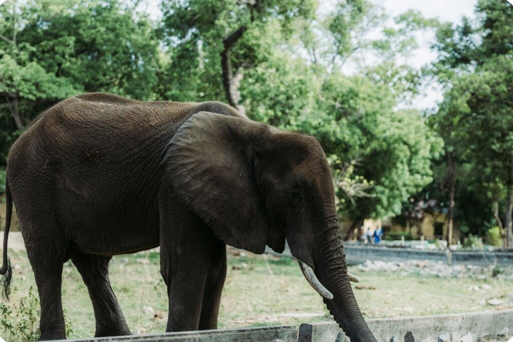 Nearby Places to Visit After Elephant Junction