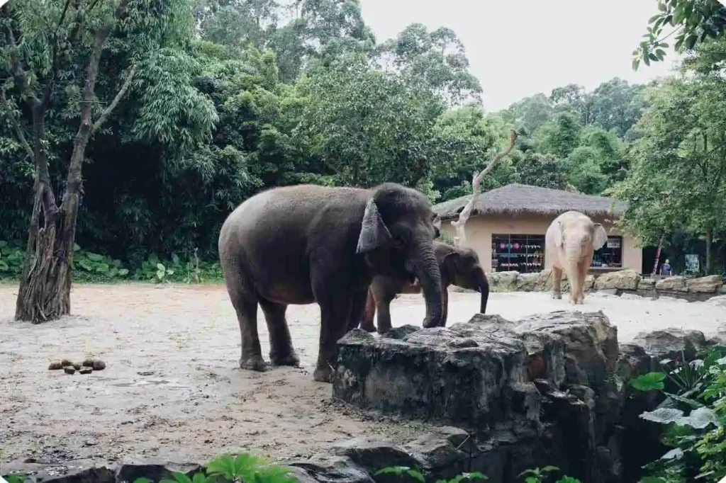 Introduction to Elephant Junction Thekkady