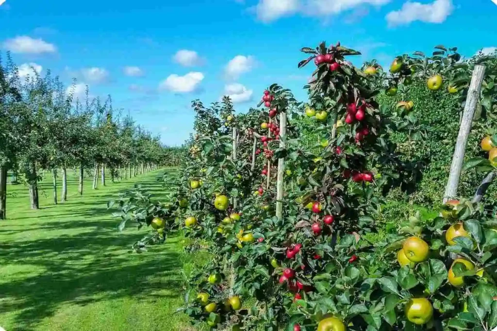 Himachal Pradesh Apple: Orchards, Farming & Apple Production Complete Guide