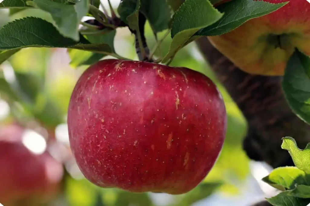  Introduction – Why Himachal Pradesh Apple is Famous Across India
