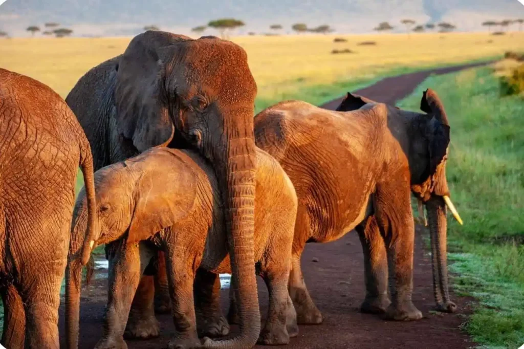 Where is Elephant Junction Thekkady Located?