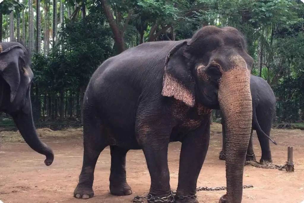 Activities You Can Do at Elephant Junction Thekkady