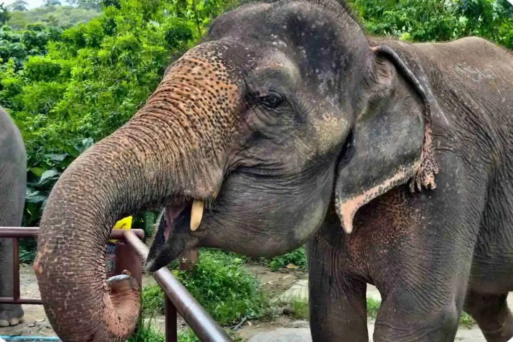 Elephant Junction Thekkady Ticket Price (Latest)