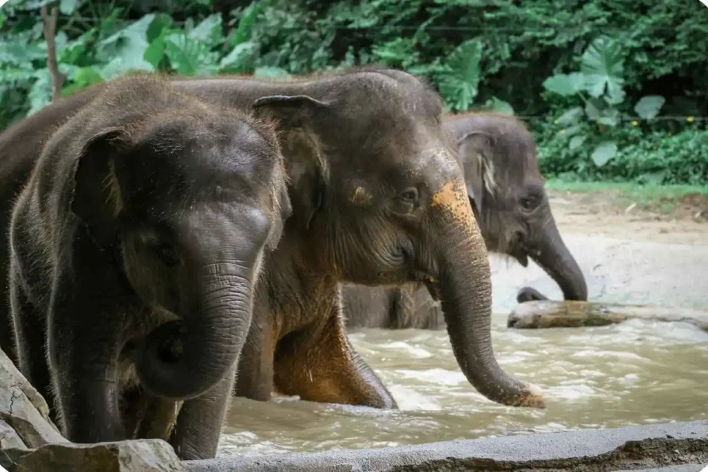 Elephant Junction Thekkady Timings