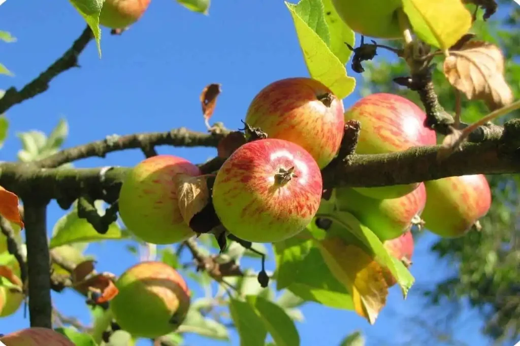 Apple Orchards in Himachal Pradesh – Where Are They Located?