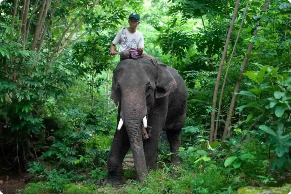 Is Elephant Ride in Thekkady Ethical? (Important Visitor Awareness Section)