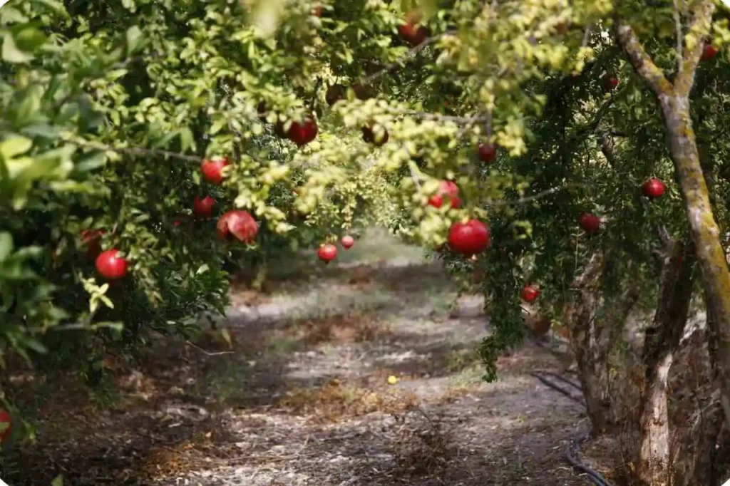 Economic Importance of Himachal Pradesh Apple